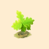 オークの若芽