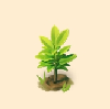 果物の苗木