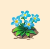 忘れな草