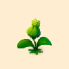 芽
