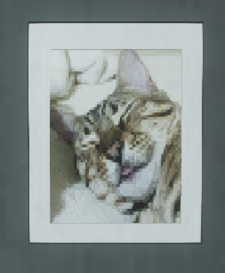 フレームに入ったネコの写真