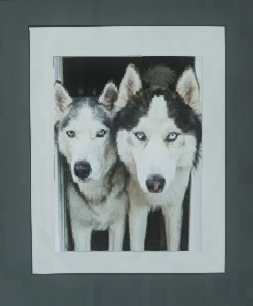 フレームに入ったハスキーの写真