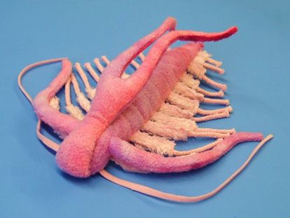 バージェス動物群 アニヲタwiki 仮 Atwiki アットウィキ バージェス動物群 アニヲタwiki 仮 Atwiki アットウィキ