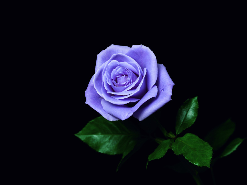 青い薔薇 植物 アニヲタwiki 仮 3 6更新 Atwiki アットウィキ
