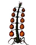 妖樹ザックーム