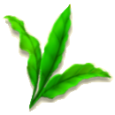 茶葉
