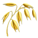 オーツ麦