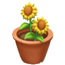 鉢植え