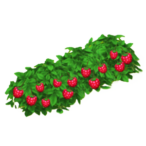 ラズベリーの茂み