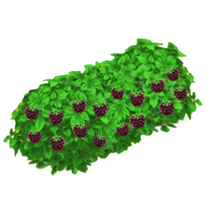 ブラックベリーの茂み