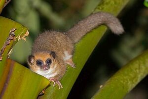 ミミゲコビトキツネザル 動物図鑑 ウィキ Atwiki アットウィキ ミミゲコビトキツネザル 動物図鑑 ウィキ Atwiki アットウィキ