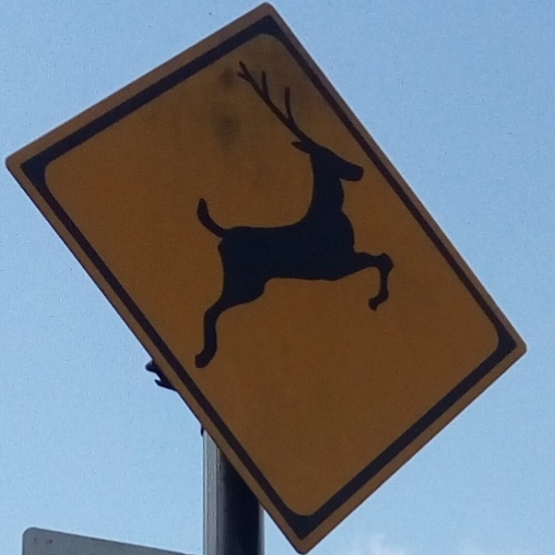 動物注意特集 - 道路標識wiki - atwiki（アットウィキ）