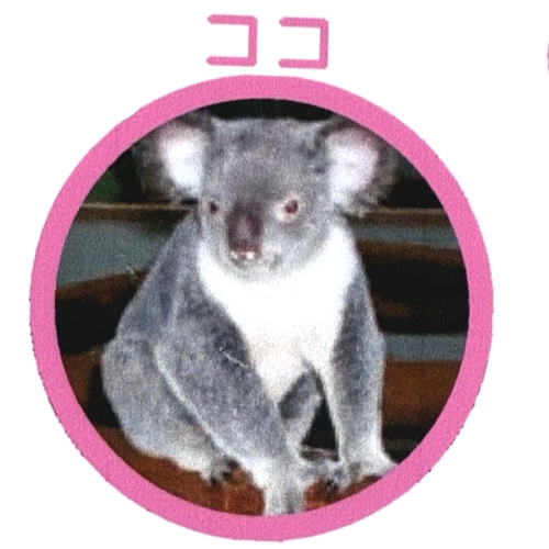 ココ - コアラWIKI in JAPAN - atwiki（アットウィキ）