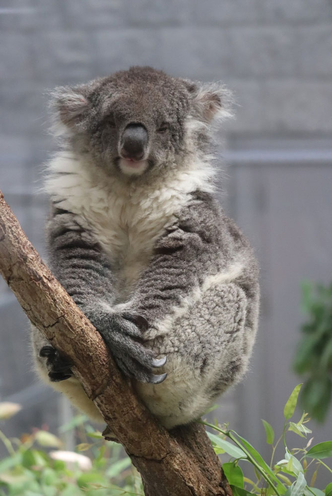 コアラ 専用 KS-33_naiyou.jpg?v=1697017848&