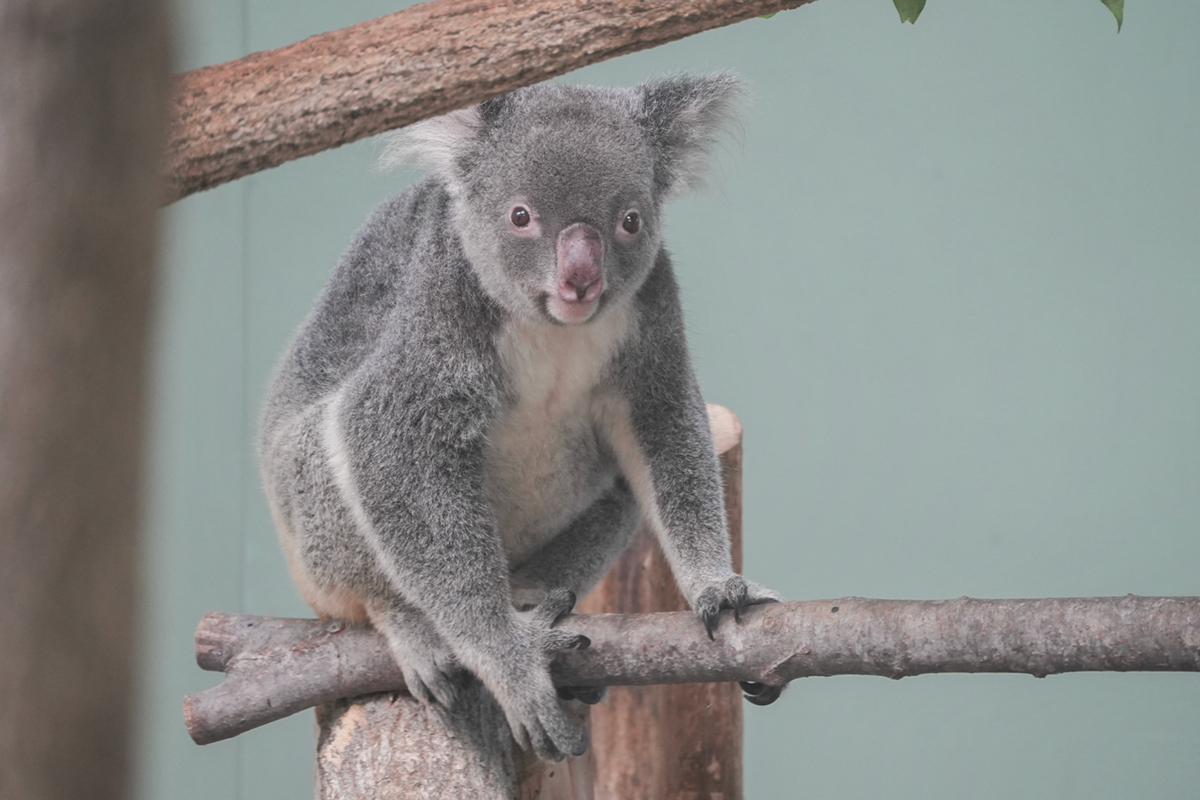 鹿児島市平川動物公園 - コアラWIKI in JAPAN - atwiki（アットウィキ）