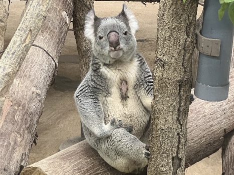 エイト - コアラWIKI in JAPAN - atwiki（アットウィキ）