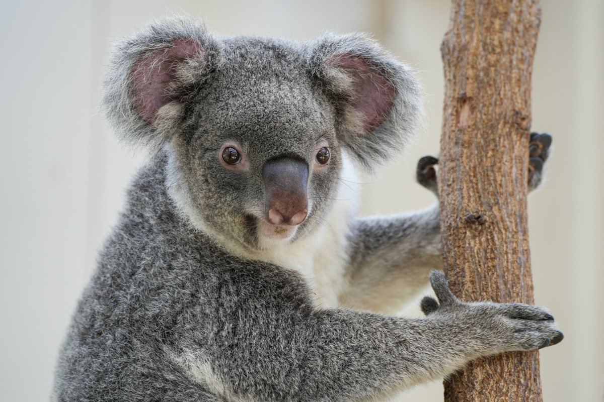 コアラ様♡専用 エイト - コアラWIKI in JAPAN - atwiki（アットウィキ）