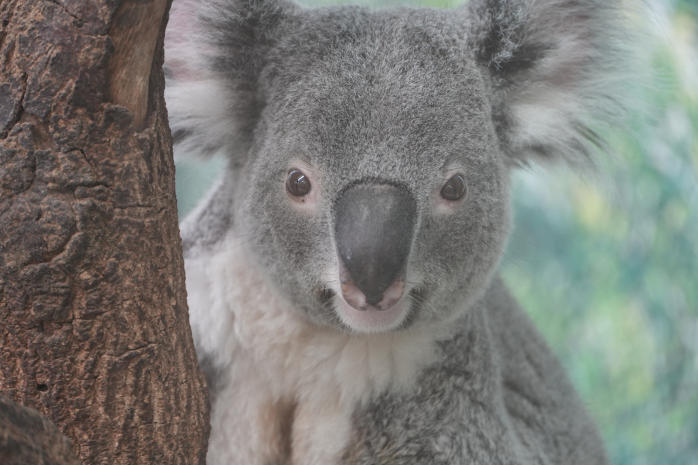 きらら - コアラWIKI in JAPAN - atwiki（アットウィキ）