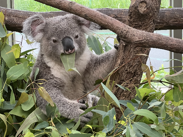 エイト - コアラWIKI in JAPAN - atwiki（アットウィキ）