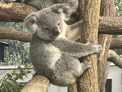 アース - コアラWIKI in JAPAN - atwiki（アットウィキ）