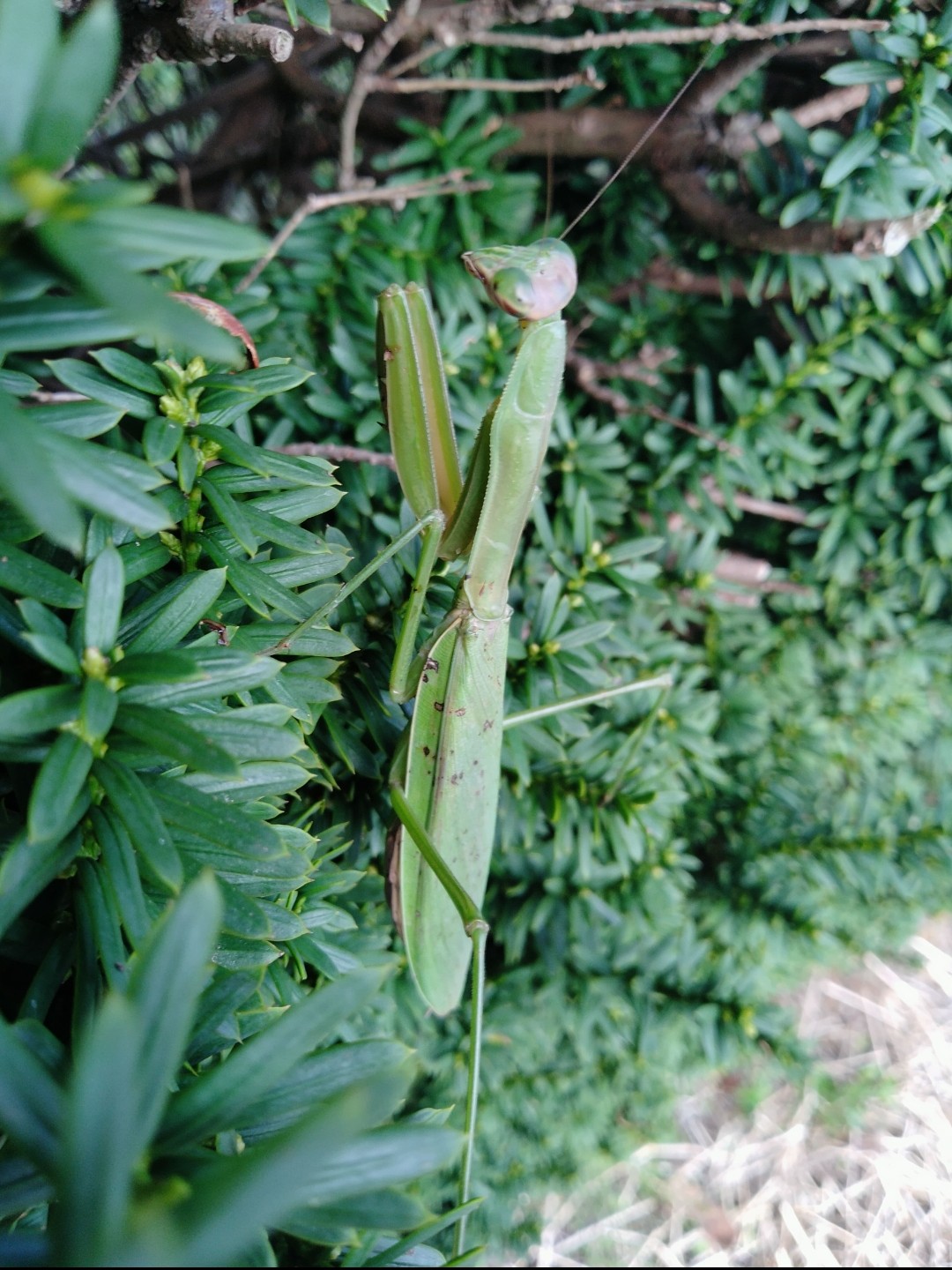 ダブルシールドマンティス 成虫♀ 1匹 カマキリ - 虫類