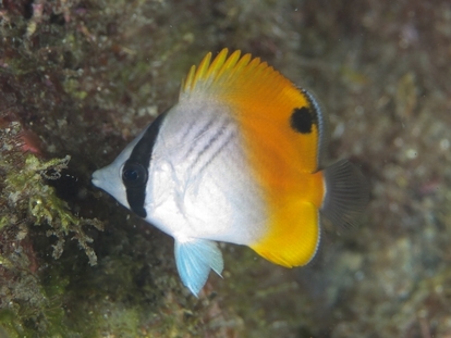 トゲチョウチョウウオ 伊豆大島 水中生物図鑑 Atwiki アットウィキ トゲチョウチョウウオ 伊豆大島 水中生物図鑑 Atwiki アットウィキ