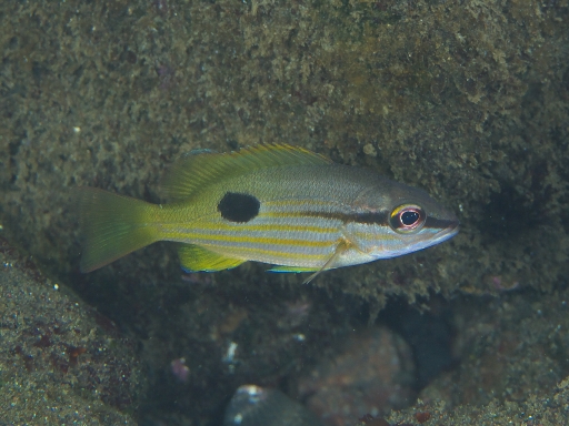 ニセクロホシフエダイ 伊豆大島 水中生物図鑑 Atwiki アットウィキ