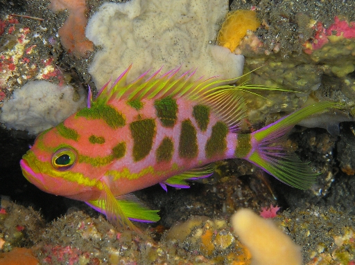 マダラハナダイ - 伊豆大島 水中生物図鑑 - atwiki（アットウィキ）