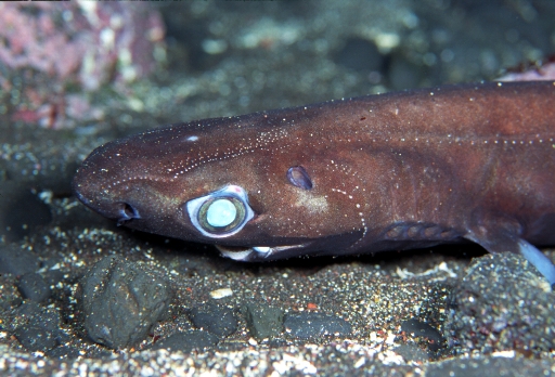 カラスザメ - 伊豆大島 水中生物図鑑 - atwiki（アットウィキ）