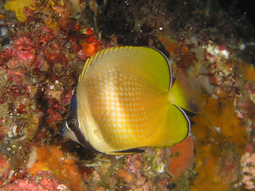 ミゾレチョウチョウウオ 伊豆大島 水中生物図鑑 Atwiki アットウィキ