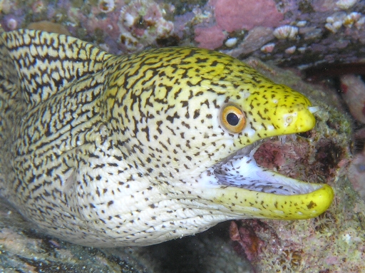 ✨✨✨オオハマボウ中株【麗粒イボ系◎太幹山形】検/オキナワガンピ・パッケージ品 宇宙戦隊キュウレンジャー】DX版ヤバッ‼︎ DX キュータマジン