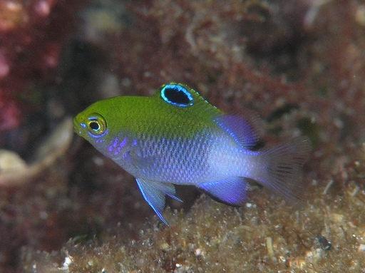 セダカスズメダイ 伊豆大島 水中生物図鑑 Atwiki アットウィキ