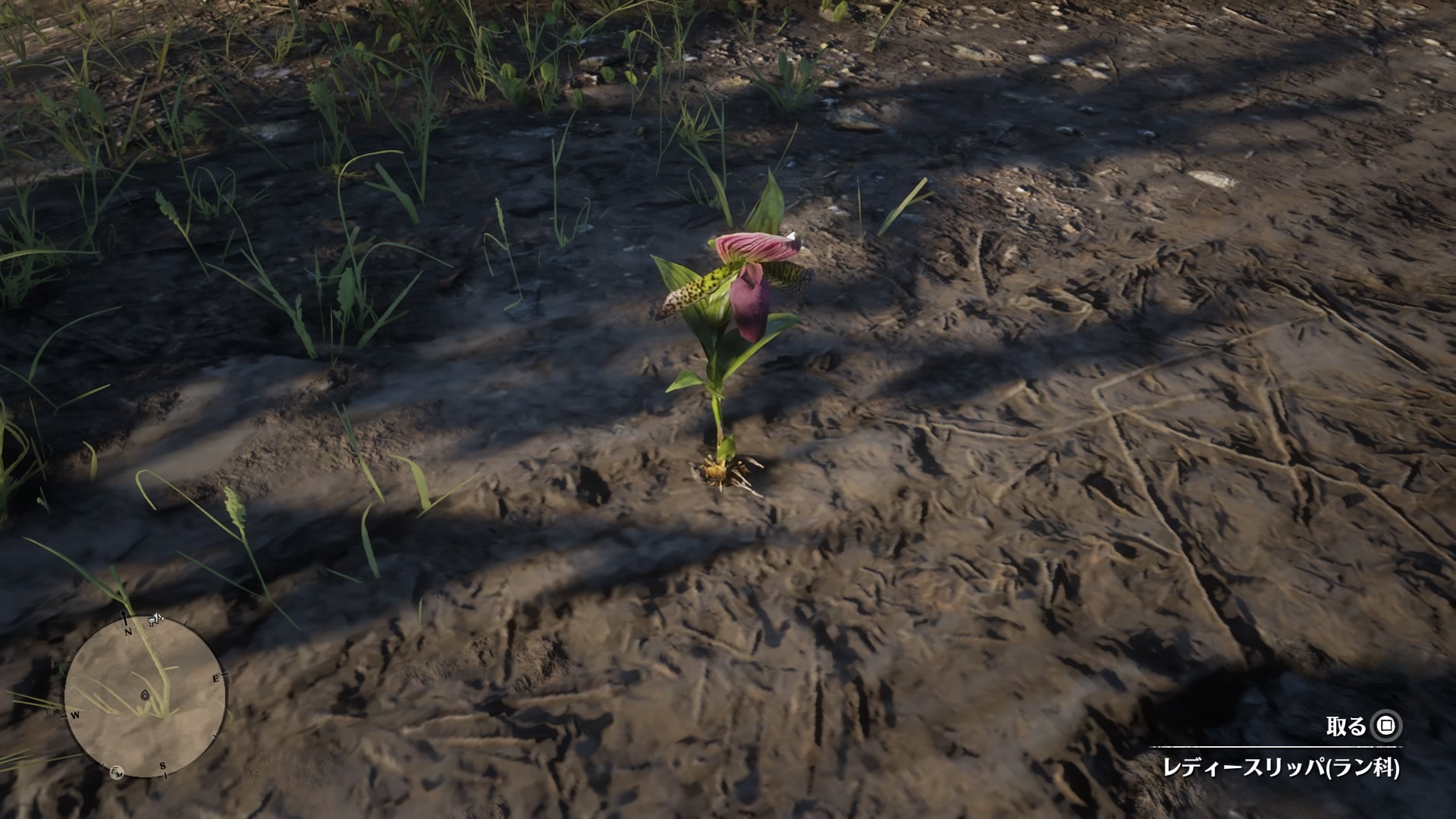 Rdr2 lady slipper orchid