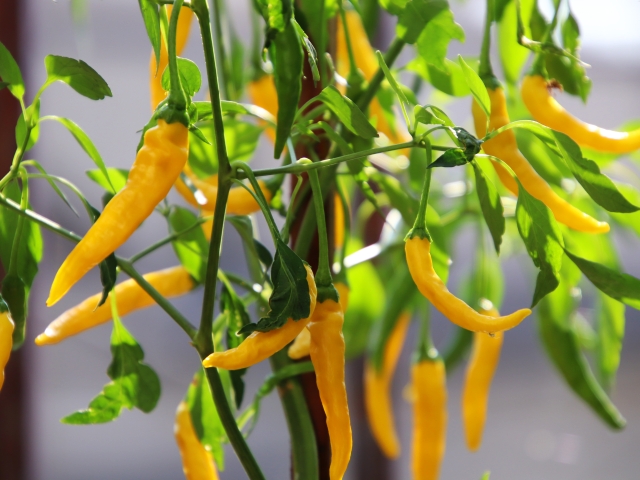 フォト 自作の唐辛子18 すぎうぃき Atwiki アットウィキ