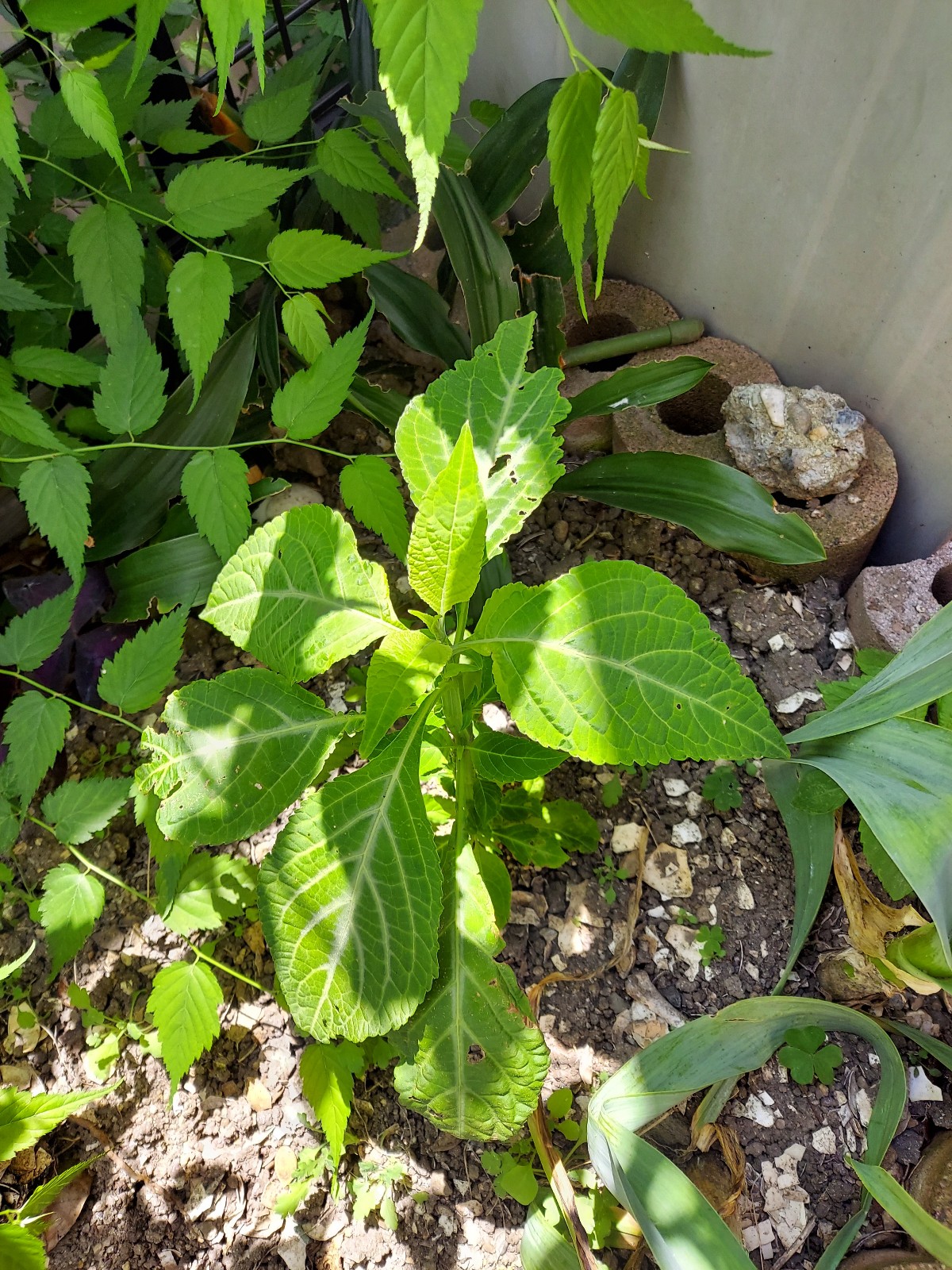 スペシャル特典 Salvia divinorum サルビア ディビノラム A その他