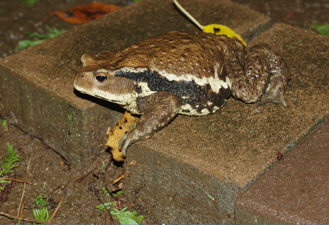 アズマヒキガエル - 東邦大学生物部 日本生物図鑑 - atwiki（アットウィキ）