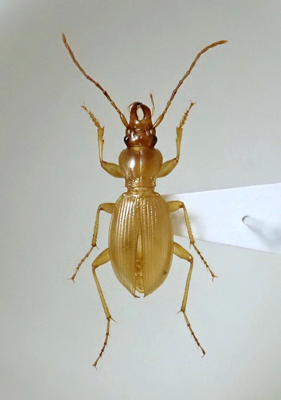 標本 アナガミメクラチビゴミムシ 見張ら