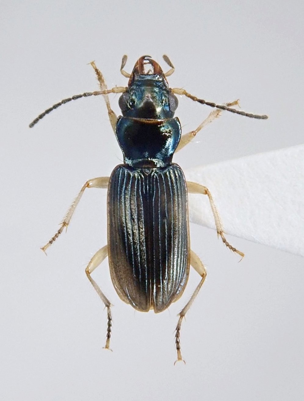 キバナガミズギワゴミムシ - ゴミムシLOVE - atwiki（アットウィキ）