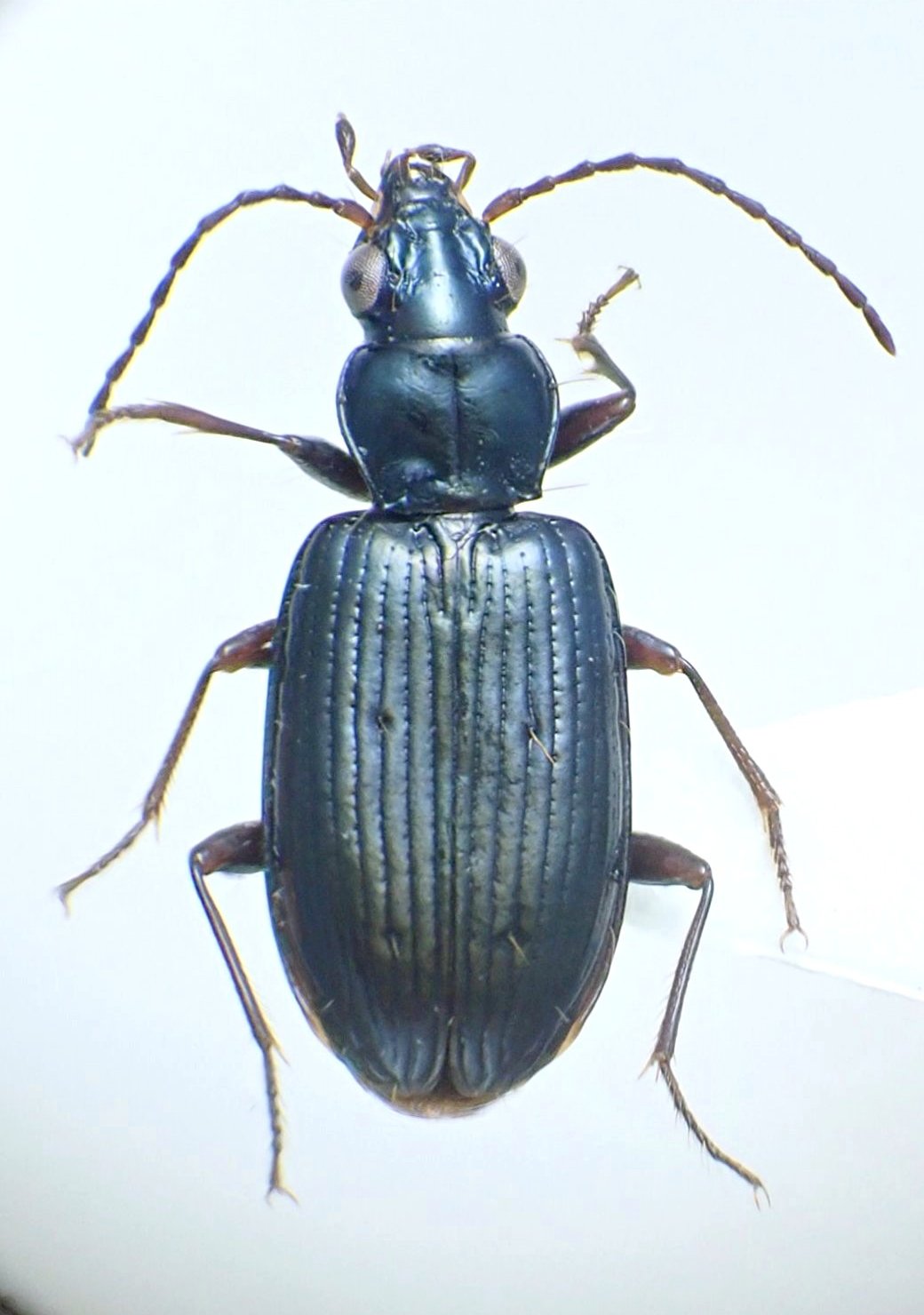 ゴミムシ ジュウジアトキリゴミムシ Lebia retrofasciata 2 – 身近な自然