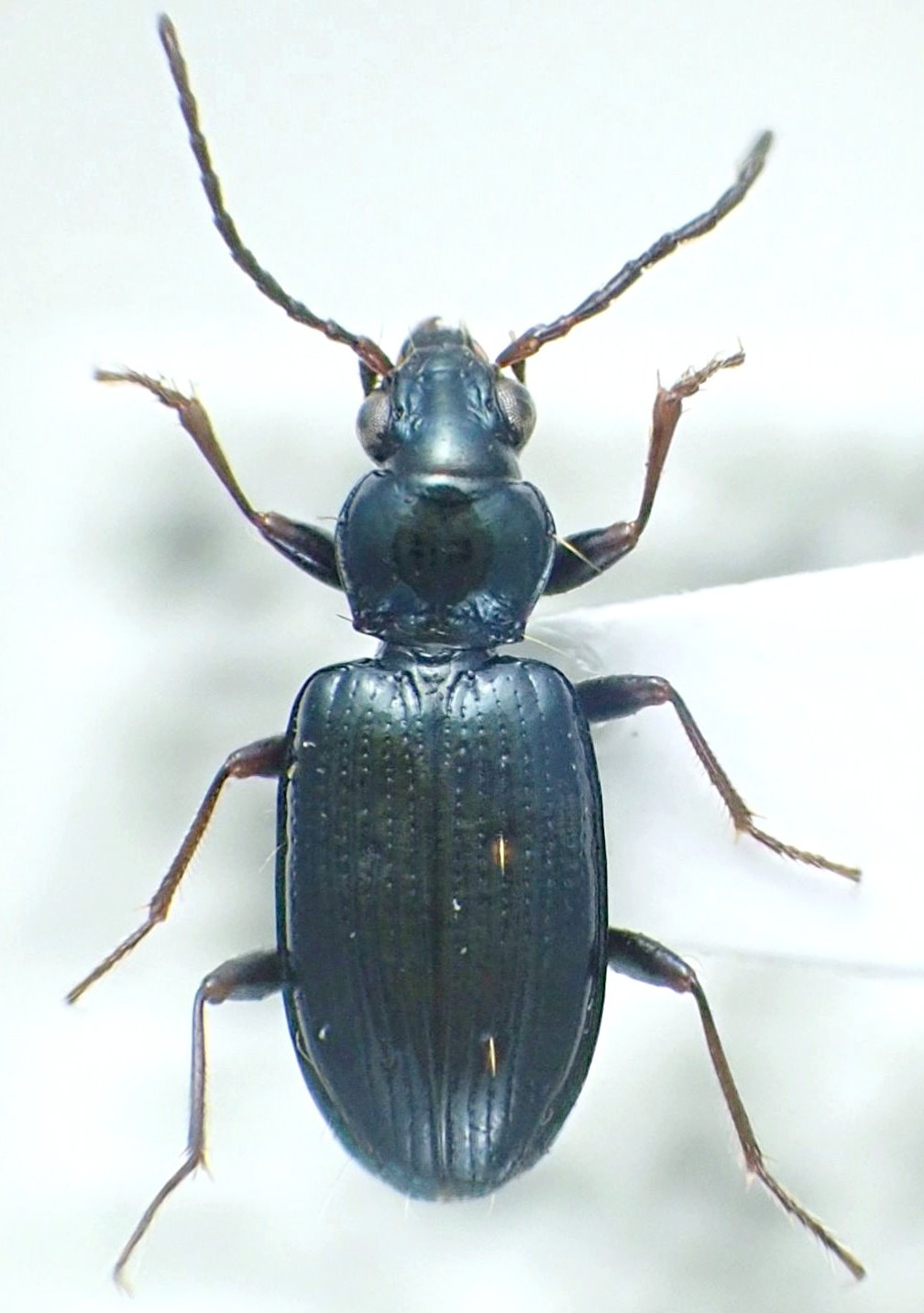 ハコネミズギワゴミムシ - ゴミムシLOVE - atwiki（アットウィキ）