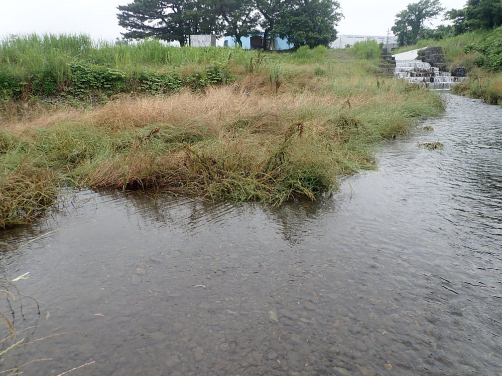 相模川河川敷の流水域近傍に多産するマメガムシ ゴミムシlove Atwiki アットウィキ