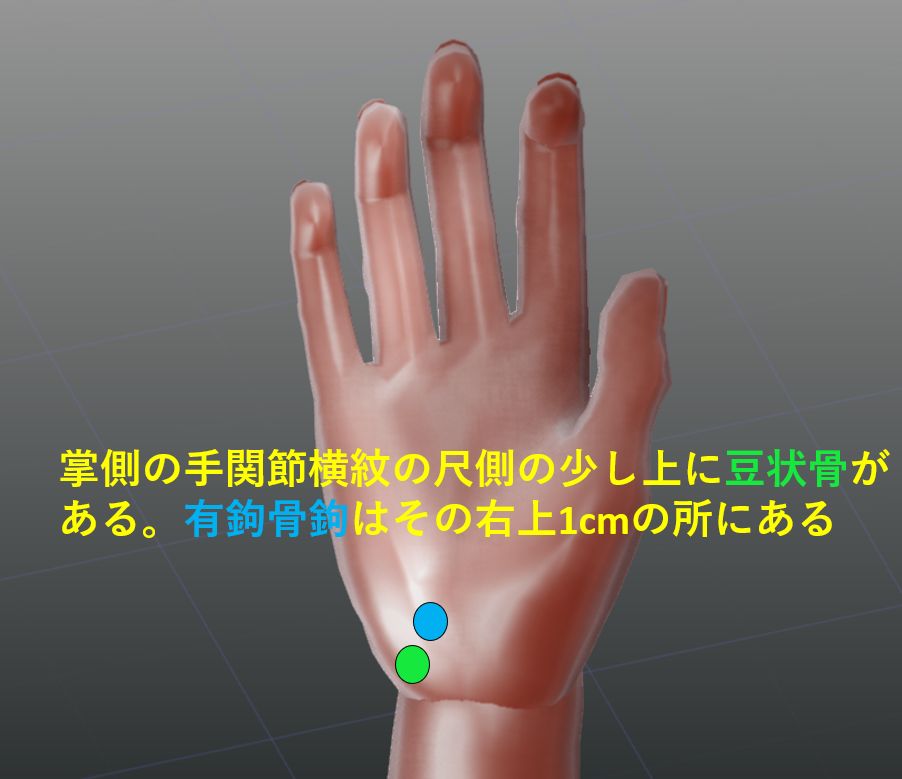 有鉤骨鉤撮影 一般撮影室 Atwiki アットウィキ