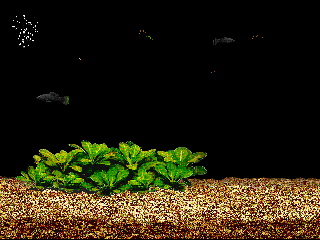 アクアゾーンブラックモーリー-7.bmp