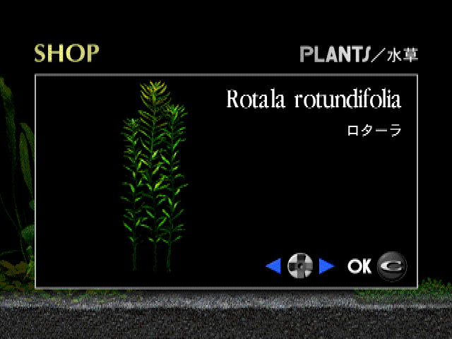 アクアゾーンブルーエンペラー-4.bmp