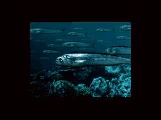 アクアワールド海美物語3do-3.png