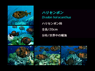 アクアワールド海美物語 - レトロゲームの殿堂 - atwiki（アットウィキ）